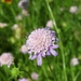 Sweet Scabious - Photo (c) Laura Clark, some rights reserved (CC BY), uploaded by Laura Clark