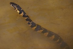 Nerodia sipedon williamengelsi