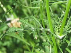 Sixalix atropurpurea