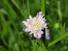 Sixalix atropurpurea