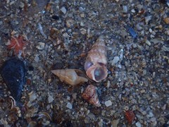 Leiopyrga lineolaris