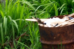 Chrysococcyx lucidus lucidus