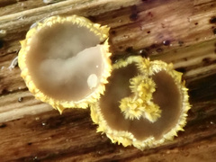 Trichopeziza mollissima
