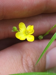 Linum medium texanum