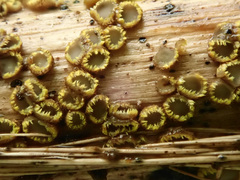 Trichopeziza mollissima