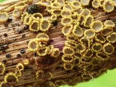 Trichopeziza mollissima