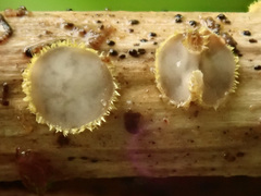 Trichopeziza mollissima