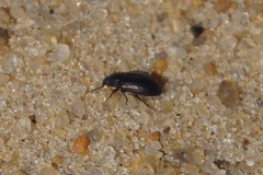 Blapstinus metallicus