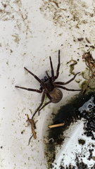 Uliodon albopunctatus