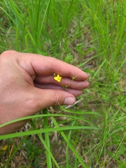 Linum medium texanum