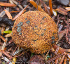 Elaphomyces muricatus