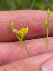 Linum medium texanum