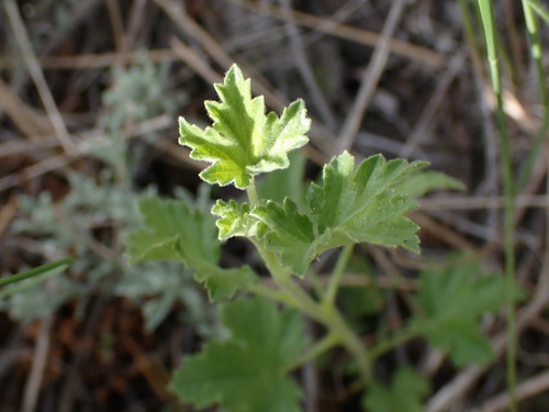 Ribes e uva spina