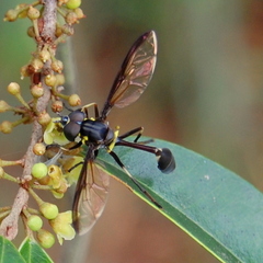 Salpingogaster nigra