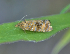 Olethreutes ferrolineana