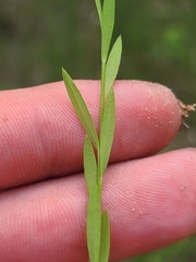 Linum medium texanum