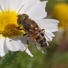 Eristalinus taeniops