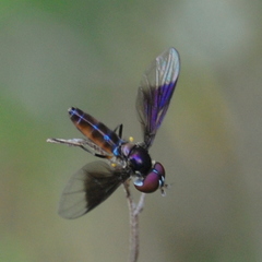 Ocyptamus cylindricus