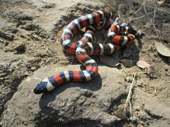 Lampropeltis zonata