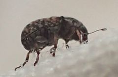 Euparius marmoreus