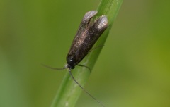 Adela reaumurella