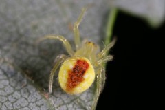 Araneus alboventris