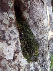 Hymenophyllum armstrongii