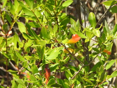 Cliftonia monophylla