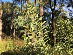 Acacia decora