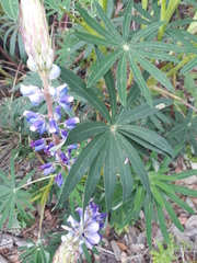 Lupinus montanus glabrior