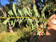 Acacia decora