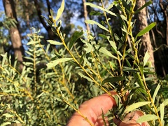 Acacia decora