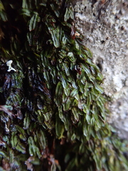 Hymenophyllum armstrongii