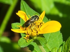 Osmia georgica