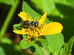 Osmia georgica