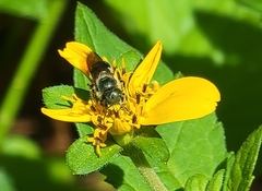Osmia georgica