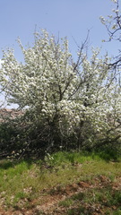 Pyrus syriaca