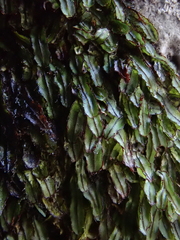 Hymenophyllum armstrongii