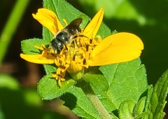 Osmia georgica