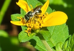Osmia georgica