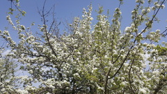 Pyrus syriaca
