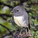 South Island Robin - Photo (c) Mark, some rights reserved (CC BY-NC), uploaded by Mark