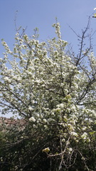Pyrus syriaca