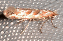 Cameraria caryaefoliella