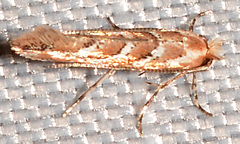 Cameraria caryaefoliella