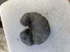 Enterolobium contortisiliquum