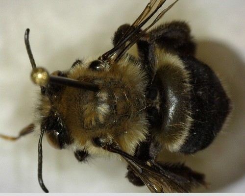 iNaturalist observation photo of Bees