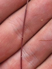 Linum medium texanum