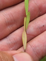 Linum medium texanum