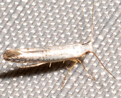 Argyresthia subreticulata